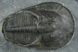Bargain, Prone Scotoharpes Trilobite - Boudib, Morocco #353031-1